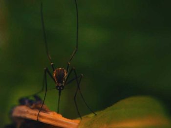 Bug on Water