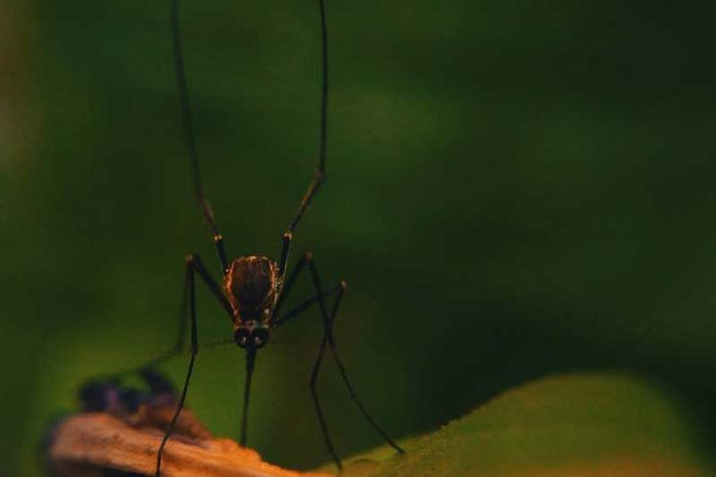 Bug on Water