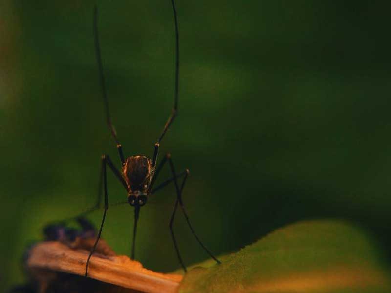 Bug on Water
