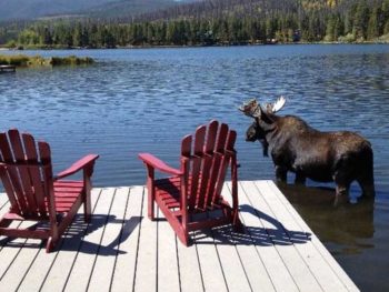 Moose Standing beside dock in lake